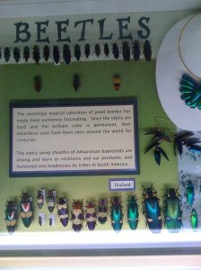 Insectropolis Bettles