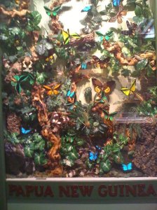 Insectropolis Butterflies