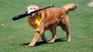 Chase Thunder Bat Dog