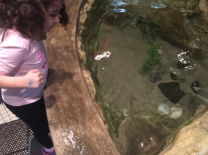 Jenkinsons Aquarium 03