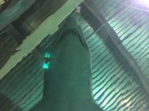 Adv Aquarium 2016 08